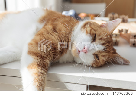Relaxed ginger and white cat lying on a table in warm sunlight at home Relaxed ginger and white cat lying on a table in warm sunlight at home 143763366