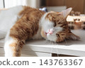 Relaxed ginger and white cat lying on a table in warm sunlight at home 143763367