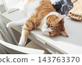 Relaxed ginger and white cat lying on a table in warm sunlight at home 143763370