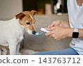 Jack Russell terrier dog smelling toothbrush before teeth cleaning 143763712