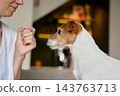 Jack Russell terrier looking at a treat in woman hand, owner training dog 143763713