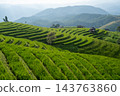 Green Terraced Rice Fields with Mountain Background 143763860
