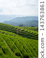 Green Terraced Rice Fields at Pa Bong Piang in Chiang Mai Thailand 143763861