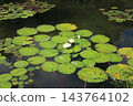 Water lily 143764102