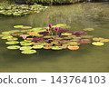 Water lily 143764103