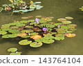 Water lily 143764104