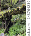 台灣，太平山，三晴古道 143764239