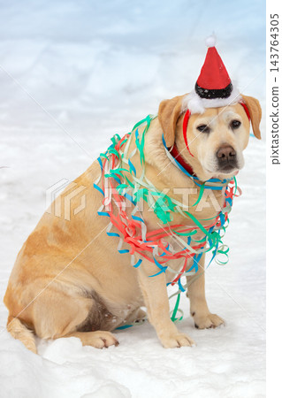 A dog wearing a Santa hat, tangled in colorful ribbons, sits in the snow A dog wearing a Santa hat, tangled in colorful ribbons, sits in the snow 143764305