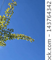 Autumn blue sky and ginkgo trees beginning to change color 143764342