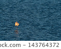 Solitary flamingo sleeping on one leg at dusk 143764372