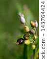 Fruit of Juzudama 143764424