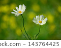 Cosmos 143764425