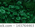 Green Creeper Vine with Leaves on Moss Nature Background. Forest grass plant 143764463