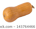Butternut Squash pumpkin Isolated on white background 143764466