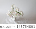 白色蝴蝶蘭花 143764801