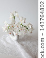 白色蝴蝶蘭花 143764802