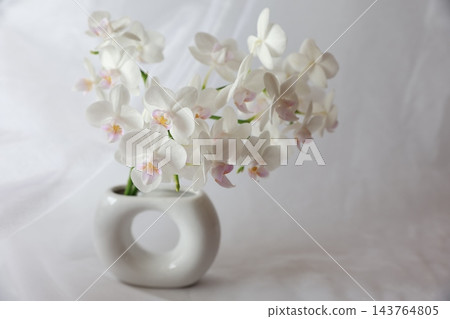 白色蝴蝶蘭花 白色蝴蝶蘭花 143764805
