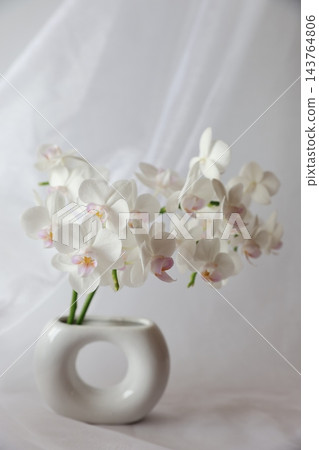 白色蝴蝶蘭花 143764806