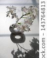 白色蝴蝶蘭花 143764813