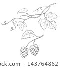 Hop Plant Line Art Illustration with Leaves Vines and Cones 143764862