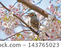 櫻花盛開，鳥兒歡快地歌唱。 143765023
