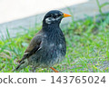 一隻椋鳥棲息在綠草地上。 143765024