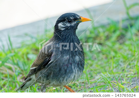 一隻椋鳥棲息在綠草地上。 一隻椋鳥棲息在綠草地上。 143765024