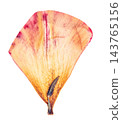 Dried Tulip Flower Petal Isolated on white background 143765156