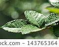 Green leaves covered with numerous water droplets reflecting the morning sun, creating a fresh, natural scene with bokeh background 143765364