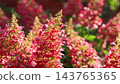 Hydrangea paniculata flowers changing to deep red and pink in warm summer sunlight, growing as a beautiful ornamental garden plant 143765365