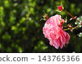 Pink rose blooming in a garden with dew drops and young rosebuds, reflecting morning sunlight on green bokeh background 143765366