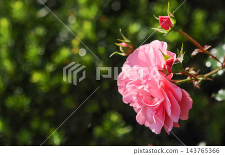 Pink rose blooming in a garden with dew drops and young rosebuds, reflecting morning sunlight on green bokeh background Pink rose blooming in a garden with dew drops and young rosebuds, reflecting morning sunlight on green bokeh background 143765366