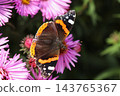 Red Admiral butterfly - Vanessa atalanta - resting on purple aster flowers, extending its proboscis to collect nectar 143765367