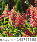 Hydrangea paniculata flowers displaying a beautiful gradient of pink and red petals, growing in a lush green garden under sunlight 143765368