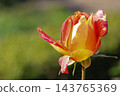 Rose bud displaying gradient yellow and red petals. Nature's beauty unfolding in a spring garden with soft green background 143765369