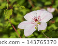 Clematis flower showcasing delicate white and pink petals, adorned with fresh dew drops, growing in a lush green garden setting 143765370