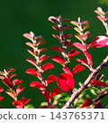 Close up view of a cotoneaster shrub branch with small, bright red autumn leaves. Vivid colors highlight the changing season 143765371