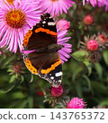 Red admiral butterfly resting on a pink aster, collecting nectar from the flower, contributing to nature's pollination process 143765372