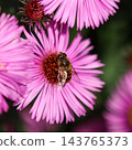 Hoverfly feeding on pollen and nectar of a vibrant pink aster flower, contributing to pollination in a garden 143765373