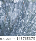 Grass blades displaying glistening water drops, creating a fresh and serene natural pattern with soft, ethereal bokeh light 143765375