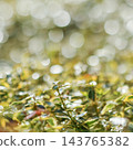 Fresh green leaves and foliage covered in tiny water droplets, glistening under sunlight, creating a soft focus bokeh effect 143765382