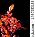Red and orange autumn leaves glowing with backlight against a dark background, highlighting seasonal transformation and vibrant color 143765383