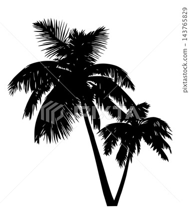 Black palm trees with tall trunks, isolated illustration Black palm trees with tall trunks, isolated illustration 143765829