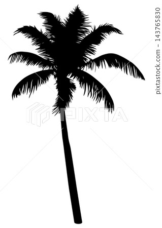 Black palm tree with straight trunk, isolated illustration Black palm tree with straight trunk, isolated illustration 143765830