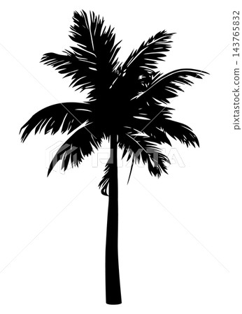 Black palm tree with thick trunk, isolated illustration Black palm tree with thick trunk, isolated illustration 143765832