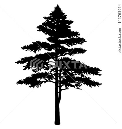 Black pine tree with layers, isolated illustration Black pine tree with layers, isolated illustration 143765934