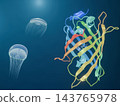 海洋中的水母（維多利亞多管發光水母）的 3DCG 模型和 GFP（綠色螢光蛋白）帶。 143765978