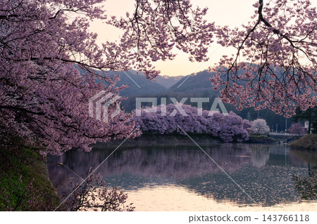 長野縣六道堤岸:盛開的高戶小彼岸櫻花沐浴在黎明的靜謐中,倒映在水面上。 長野縣六道堤岸:盛開的高戶小彼岸櫻花沐浴在黎明的靜謐中,倒映在水面上。 143766118