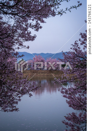 長野縣六道堤岸：盛開的高戶小彼岸櫻花沐浴在黎明的靜謐中，倒映在水面上。 143766121