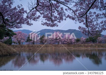 長野縣六道堤岸：盛開的高戶小彼岸櫻花沐浴在黎明的靜謐中，倒映在水面上。 143766125